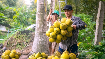 Muchos tipos de fruta en el delta del Mekong han sufrido fuertes caídas de precio, lo que ha desanimado a los agricultores.