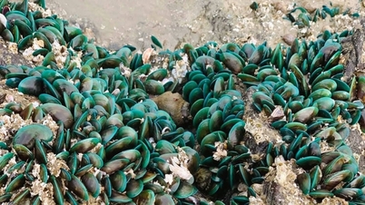In questa parte della provincia di Nghe An, esiste una specie di mollusco verde che si aggrappa fittamente alle rocce; gli abitanti del luogo lo raccolgono e lo cucinano per preparare un piatto delizioso.