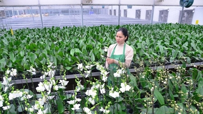 Les hautes technologies dynamisent le secteur agricole d'Hanoï.