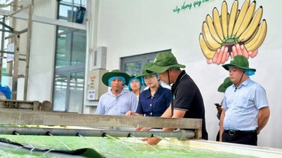 Apoyar a la comuna de Phuoc Thanh en el desarrollo de productos OCOP.