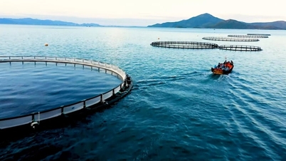 Il Vietnam sta elaborando la sua prima serie di standard per l'acquacoltura industriale in ambiente marino.