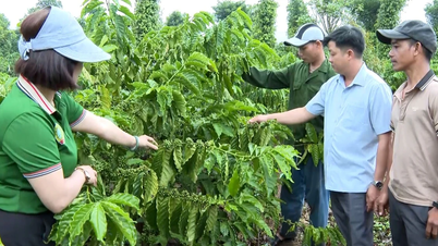 Para petani Ia Grai sedang berganding bahu untuk menghasilkan kopi yang lestari.