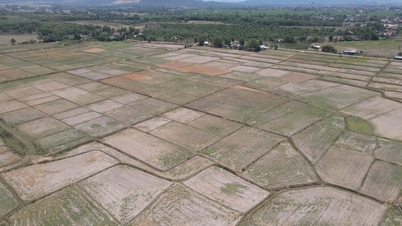 Gần 1.500 ha lúa ở Nam Trung Bộ phải dừng sản xuất do thiếu nước