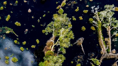Ca Mau mencari penyelesaian untuk memulihkan ratusan hektar hutan yang telah musnah di Taman Negara U Minh Ha.