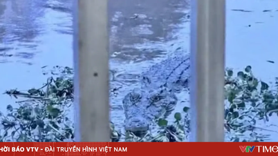 Τιμωρήστε όσους παρέχουν ψευδείς πληροφορίες σχετικά με την εμφάνιση κροκοδείλων στο κανάλι.