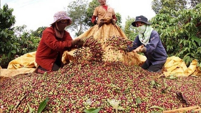 เทศกาลกาแฟเวียดนามในสิงคโปร์: การกำหนดคุณค่า แบรนด์ และวัฒนธรรมในตลาดนานาชาติ