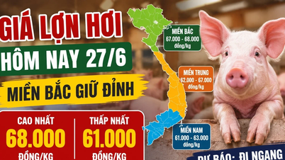 Pork prices today, June 27th: Four areas in the North still maintain their highest prices.