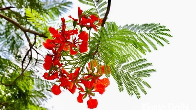 সেই বছর, লাল জমকালো ফুলের ঋতু