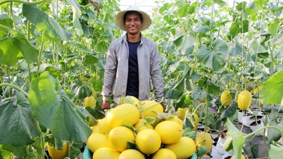 Durch den viermaligen Anbau dieser Melonensorte pro Jahr verdienen die Bauern Hunderte Millionen Dong.