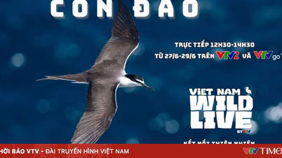 LIVE: Fortabt i Hon Bong Lan-øens skønhed - et fascinerende hjem for havfugle (12:30, VTV2, VTVgo)