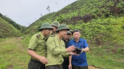 Координувати польові інспекції захисних лісів у комуні Тонг Нят.