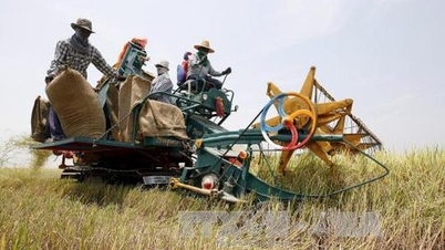 این پادشاهی، سومین صادرکننده بزرگ برنج در جهان، در حال اجرای یک طرح دیجیتال برای توانمندسازی کشاورزان است.