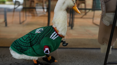 A FIFA proíbe a entrada do famoso pato mexicano, Merlin, no estádio.