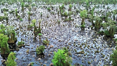 Usaha untuk menyelamatkan hutan U Minh Ha