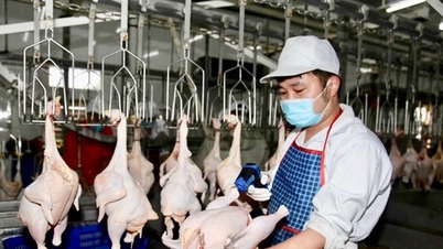 Hanoi secara beransur-ansur mendigitalkan pengurusan penyembelihan ternakan dan ayam.