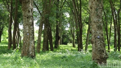 Esta plantación de caucho, con 120 años de antigüedad, es la más antigua de nuestro país.