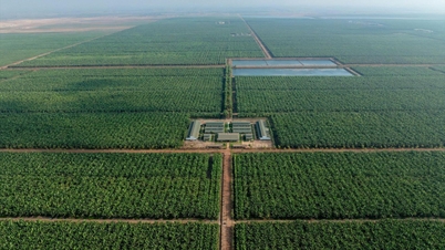 THACO AGRI creează un lanț valoric agricol verde în inima Indochinei.
