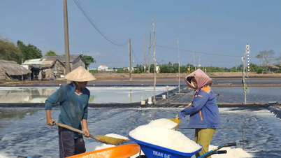 Ca Mau: Hampir 7 miliar VND dialokasikan untuk mendukung petani garam yang terdampak hujan di luar musim.