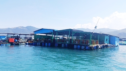 Khanh Hoa: la baia è "soffocata" da piattaforme galleggianti costruite illegalmente.