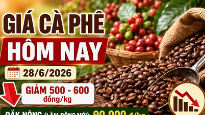 Harga kopi hari ini, 28 Jun: ​​Menurun selepas melebihi 90,000 VND/kg