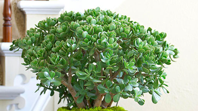 As 4 melhores plantas de interior que ajudam a purificar o ar e proporcionam uma sensação de relaxamento.