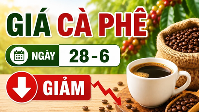 Kaffepriserna den 28 juni: Omvänd kurs och sjönk med 600 VND/kg.