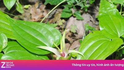 Kostbare medicinale planten zoals ginseng groeien in het wild op veel plaatsen, maar krijgen weinig aandacht.