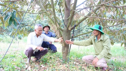 Production linkages - a sustainable direction for Dur Kmăl durian.
