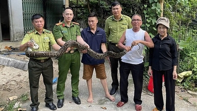 Die wilde Python wurde eingefangen und den Behörden übergeben.