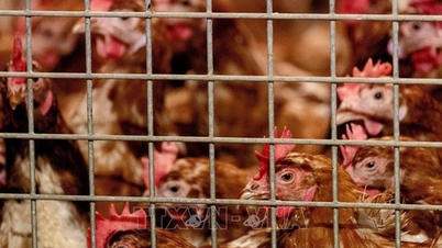 Lessons from the 30-year fight against H5N1 avian influenza in Asia