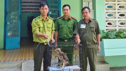 Setelah menangkap seekor burung yang memangsa ayam, penduduk desa menyerahkannya dan menemukan bahwa itu adalah burung elang gunung yang langka.