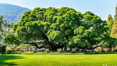 چین میں برگد کا 900 سال پرانا درخت ہزاروں لوگوں کو سایہ فراہم کر سکتا ہے۔