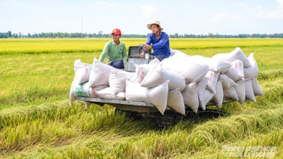 An Giang vestigt een record met een oogst van meer dan 5,3 miljoen ton rijst in 6 maanden tijd.