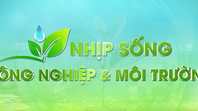 Nhịp sống nông nghiệp và môi trường 24/6