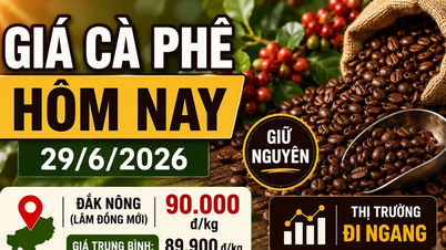 오늘(6월 29일) 커피 가격: 변동 없음, 최고가 90,000 VND/kg