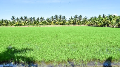 Kỳ vọng tạo động lực mới phát triển ngành hàng dừa