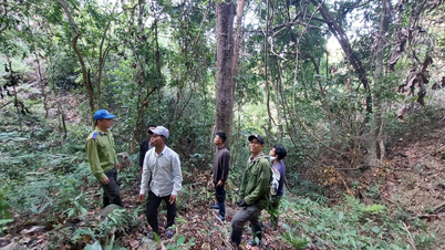Gia Lai: Au fost descoperite 153 de încălcări ale legilor forestiere.
