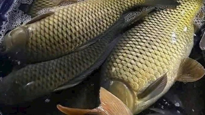 Ce type de poisson, plus riche en protéines que le saumon, est considéré par la médecine traditionnelle chinoise comme un aliment tonifiant pour les reins, bénéfique pour les personnes d'âge moyen et délicieux quelle que soit sa préparation.