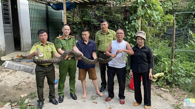 ឡាវកៃ៖ អ្នកស្រុកស្ម័គ្រចិត្តប្រគល់ពស់ថ្លាន់ព្រៃ និងស្វាកន្ទុយជ្រូកដ៏កម្រទៅឱ្យអាជ្ញាធរ។