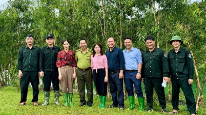 ផ្កា Melaleuca ស្លឹកវែង - ដំណោះស្រាយបៃតងសម្រាប់តំបន់លិចទឹកពាក់កណ្តាលនៃអាងស្តុកទឹកវារីអគ្គិសនី Tuyen Quang។