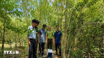 타이닌: 희귀한 자바천산갑이 자연 서식지로 방사되었습니다.