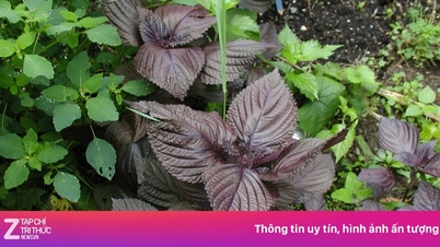 Vietnam har en lægeplante med en karakteristisk aroma, der hjælper med at lindre forkølelse og sænke kolesteroltallet i blodet.