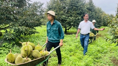 Miután elhagyta igazgatói posztját, a férfi visszatért a "milliárd dolláros" fák ültetéséhez, és évente közel 7 milliárd vietnami dongot keresett.