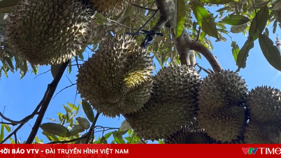 Vỡ quy hoạch vùng nguyên liệu sầu riêng