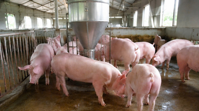 Prix ​​du porc aujourd'hui, 29 juin 2026 : La baisse se poursuit.