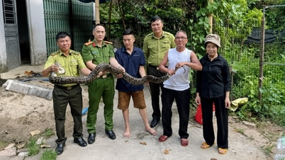 People in Lao Cai hand over rare pythons and pig-tailed monkeys.