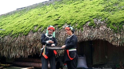 Impressions of the "mossy village"