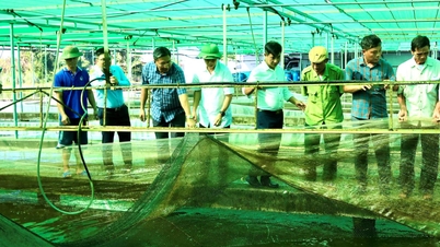 Hai Phong si adatta in modo proattivo e valorizza il proprio settore della pesca.
