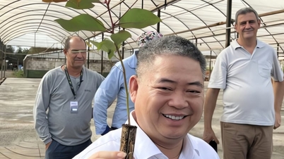 Hvilken type avlinger investerer magnaten Xuan Thien fra Ninh Binh i å plante på millioner av hektar i Angola?