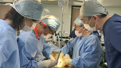 Japan steht kurz davor, im Jahr 2028 mit klinischen Studien zur Transplantation von Schweinenieren an Menschen zu beginnen, was neue Hoffnung für Patienten mit Nierenversagen eröffnet.